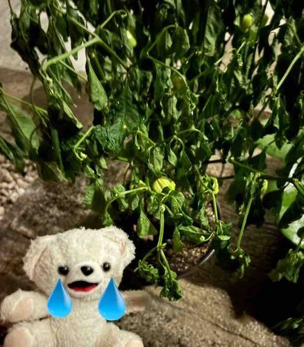 わーん、今おうちに帰ったら、めっちゃスコーピオンちゃんがしおれてるんだー…😢
朝は元気だったのに、何でこんなことになってるんだーーー❗️❗️
ビッグモ◯ーターの仕業なのかー😭