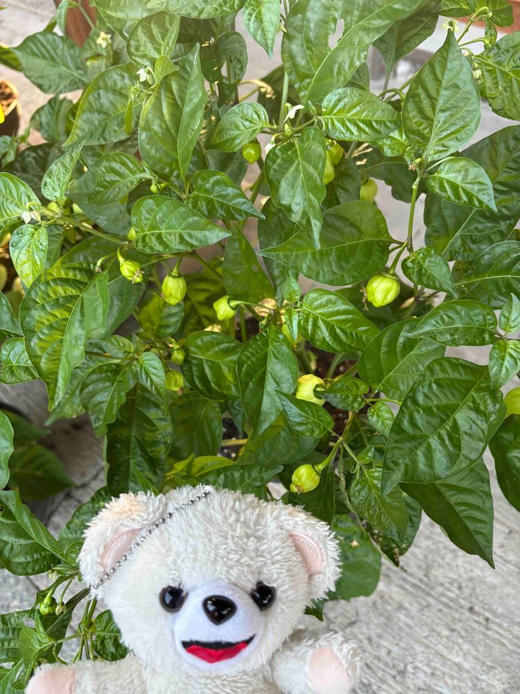 ぼくのスコーピオンとリーパーが赤くなってきたんだー🌶️
蒔き直したハバネロちゃんも、まだ緑だけど順調に実がなってきたよ〜♪