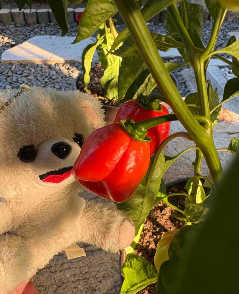 ぼくのスコーピオンとリーパーが赤くなってきたんだー🌶️
蒔き直したハバネロちゃんも、まだ緑だけど順調に実がなってきたよ〜♪