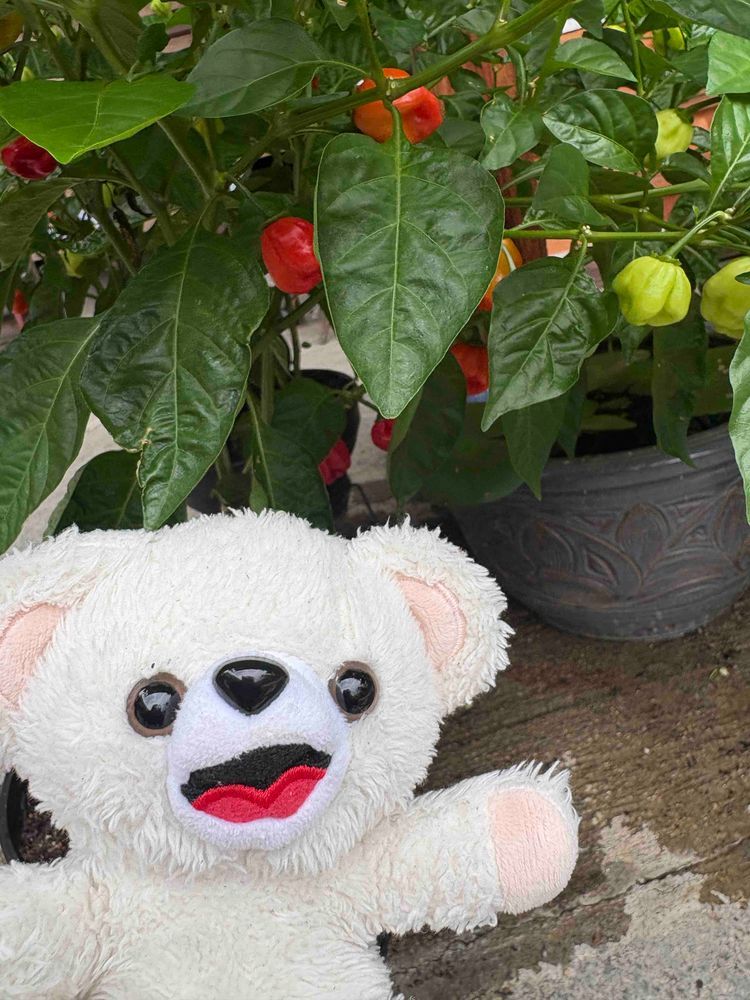 ぼくの🌶️たちがスクスク育ってるから、今日はついにスコーピオンちゃんを収穫するよ…❗️