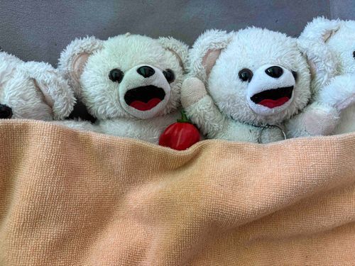 今日はついに激辛大本命のリーパーちゃんを収穫したよ❗️
食べるの楽しみだけど、あまりにもかわいくてついつい添い寝しちゃったんだー🌶️