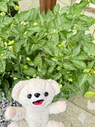 ちなみに赤いのだけ収穫したけど、緑のやつはまだまだめちゃくちゃ大量にあるんだー❗️
画像はハバネロだけど、ハバネロはさらに3株、スコーピオンもリーパーもこんな感じでまだまだ大量に実があるんだ…