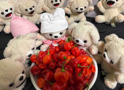 ぼくたちもすっかり忘れてた、スコーピオンちゃんとリーパーちゃんを収穫したんだ〜🌶️
さて…これからどうしよう…
