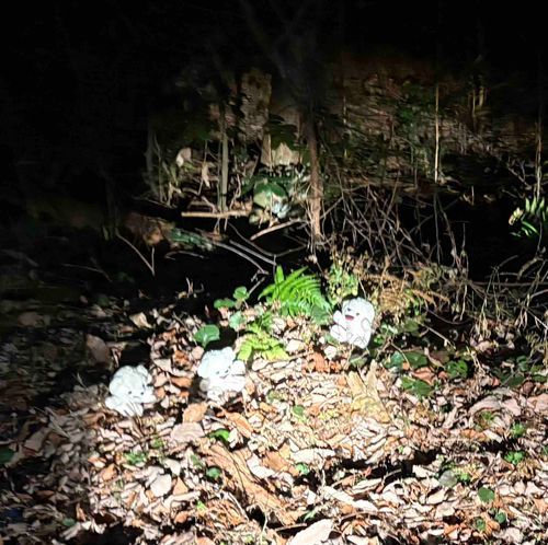 半額の恵方巻がどこにもないから…いつもの森で野生の半額恵方巻を探すしかないんだーーー😢