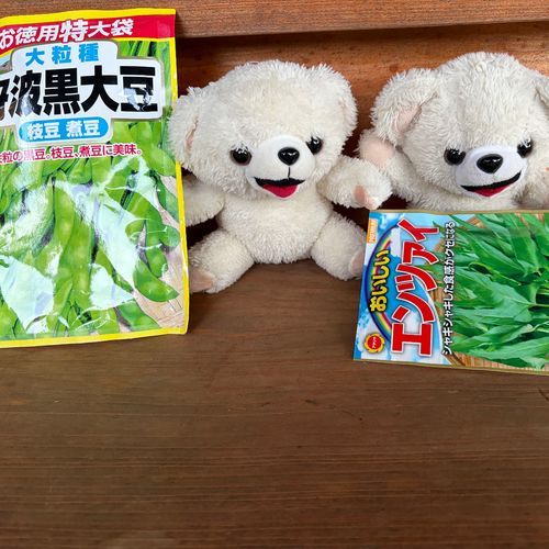 今年は去年育てた空芯菜と、新しく大豆のバケツ水耕栽培にチャレンジしてみるよ❗️
去年のが大量に冷凍してあるから、今年は唐辛子はやめるんだ…