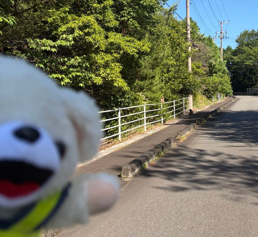 みなさんはじめまして、ぼくファーファβ、γ、δだよー❗️
今日早速バイクに乗る練習をしてたんだけど、運転をしてたら突如大量のサルに囲まれたんだー❗️
本当はこの画像の何倍もサルがいたんだけど…
でも地上最強のシロクマのぼくたちを見て、おそれをなして逃げていったんだ〜♪🐵💥🤛🐻‍❄️
