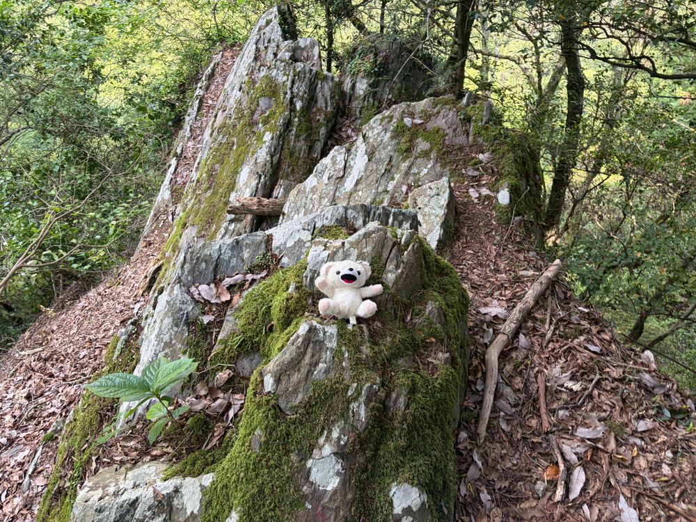 その後、めちゃくちゃ山奥の修行コースがあるお寺に行ってきたよ❗️
超急勾配の鎖場で、足場もルートもよくわからなくて落ちたら死亡確定なところだったよ〜💦
しかも途中でルートがわからなくなって、落ちたら危ない道を死にそうになりながら引き返してきたんだ〜💦
もう二度といかないんだ〜❗️