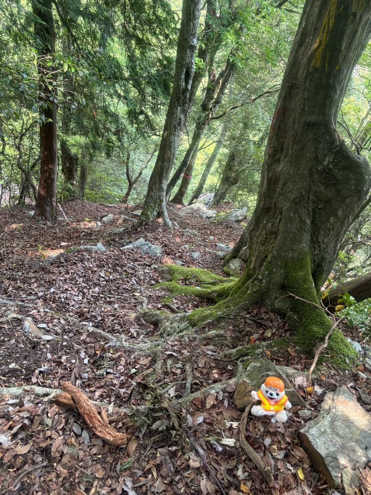 断崖を綱や鎖で渡ったけど、途中で道に迷っちゃったヨシ❗️
足元が落ち葉でツルツル滑るし、戻ろうにも急勾配で戻れないヨシ❗️
そして水分も尽きてしまったヨシ❗️
もはやヘルメットでは助からないアシ(悪し)❗️❗️
(みなさんは現場ファーファのような状況にならないように注意してください)