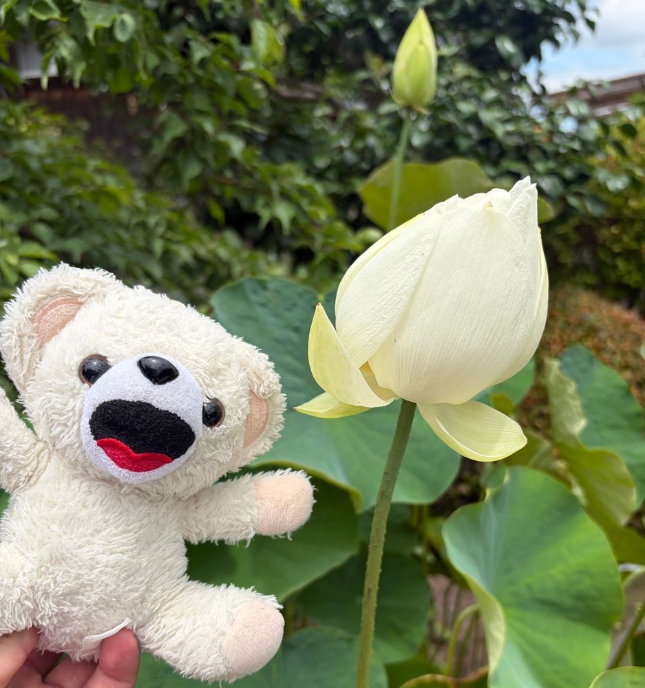 ぼくの家のお庭のアジサイやハスが咲き始めたんだ〜❗️
ハスはお昼には閉じちゃうんだけど…