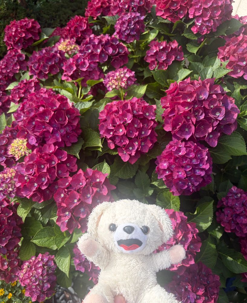 今日は朝早いから、まだ庭のハスの花が開いてるよ〜♪
お昼まで寝てると閉じちゃうよ〜