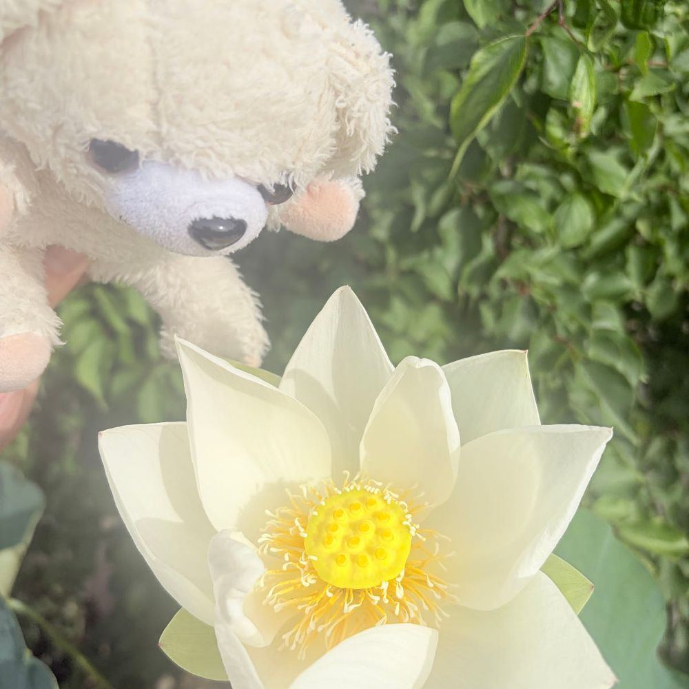 今日は朝早いから、まだ庭のハスの花が開いてるよ〜♪
お昼まで寝てると閉じちゃうよ〜