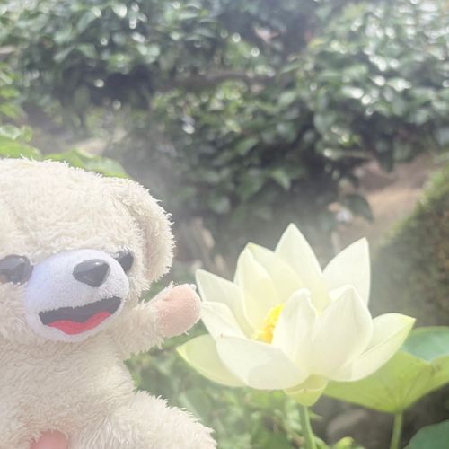 今日は朝早いから、まだ庭のハスの花が開いてるよ〜♪
お昼まで寝てると閉じちゃうよ〜