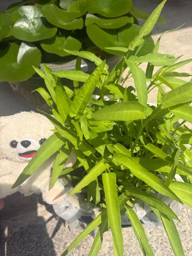 空芯菜と黒豆の大豆❗️
スイカは諦めたよ❗️
