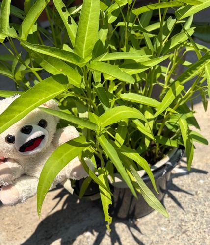 今年のバケツ水耕栽培の空芯菜だよ❗️
一応食べられるくらいには育ってきた(虫にも食べられてるけど)、育ちがあまりよくないんだー❗️
バーミキュライトからハイドロボールに変えてみたのがあまりよくなかったのかも…❓