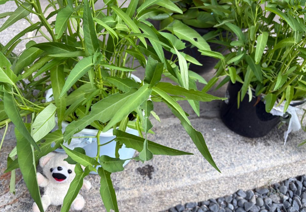 今年のバケツ水耕栽培の空芯菜だよ〜❗️
そろそろ収穫しようかな〜✨