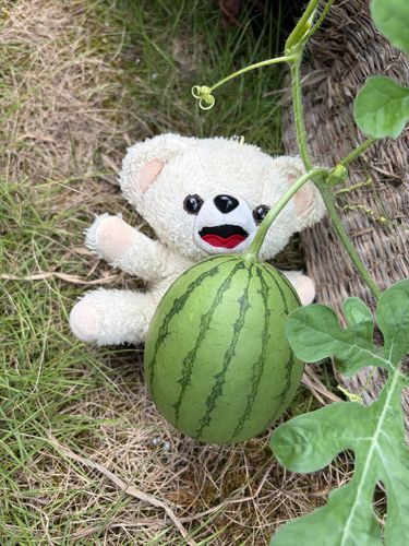 大変だー❗️❗️
大ニュースなんだーーー❗️❗️❗️
なんと…諦めてたスイカの実ができたんだーーー❗️❗️❗️
しかも3つも…❗️❗️🍉
