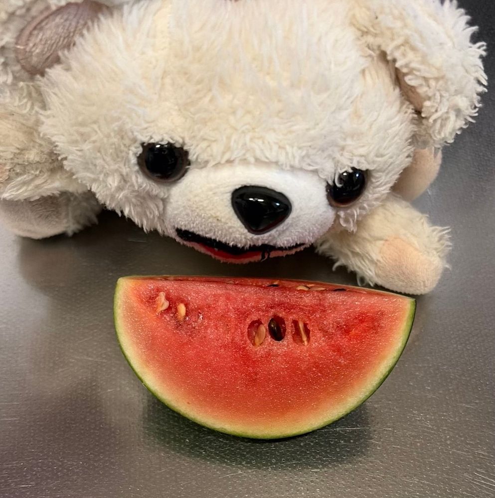 ぼくのスイカ、小さいやつを1個食べてみたよ
ぼくサイズだけど、中身は甘くて美味しかったよ〜🍉
皮も薄くていい感じなんだ〜❗️
