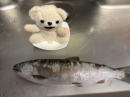 今日の収穫はビワマスだよ〜♪
どう料理しようかな〜✨