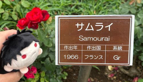 サムライ！
ちひろのことですね
