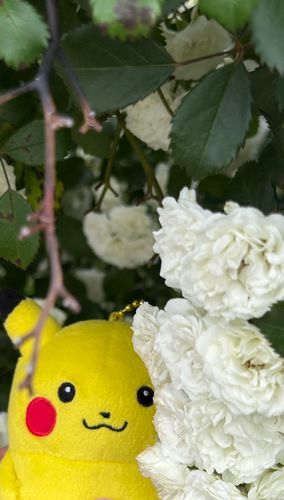 薔薇の影からのぞくピカ