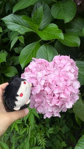 ピンクのハート型紫陽花💖
なんかいいことありそう