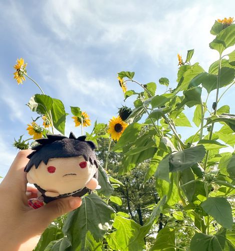 代々木公園へひまわりを見に行きました
背がとても高いひまわりでした🌻