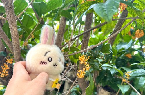 庭の金木犀が咲きました。