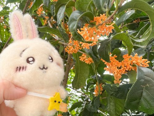 庭の金木犀が再び咲きました②
この前のは雨で花が落ちてしまいましたが天気が回復してきたおかげか、金木犀が再び咲き始め満開になりました。