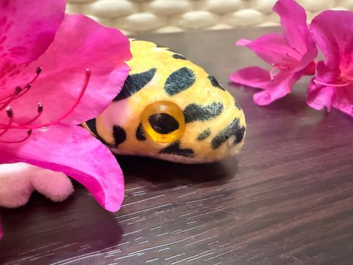 おはよう。
ツツジのはなとおしゃしんとったよ。
ごしゅじんが、おちてたツツジをひろってきてくれたんだ。
ビビッドなピンクがかっこいいね！
ごしゅじんはむかし、ツツジのみつをすったことがあるんだって。
あまいのかな？
おいしいなら、ぼくもすってみたいな。