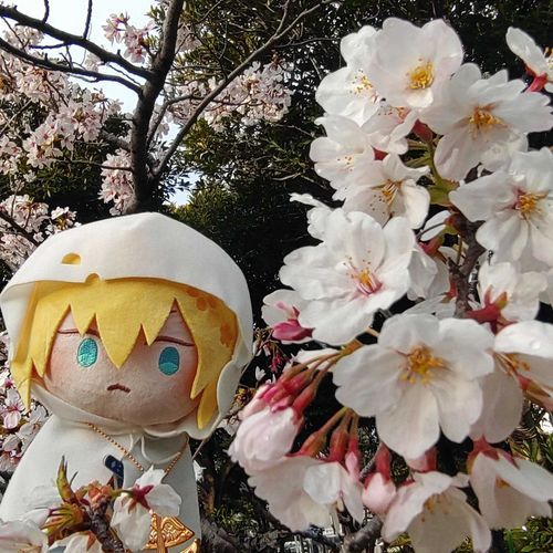 さくら、きれいだね