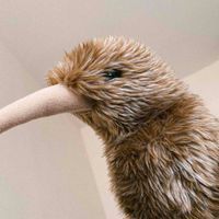 きーうぃくん