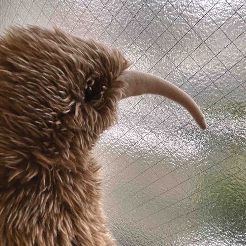雨でゴワゴワする〜