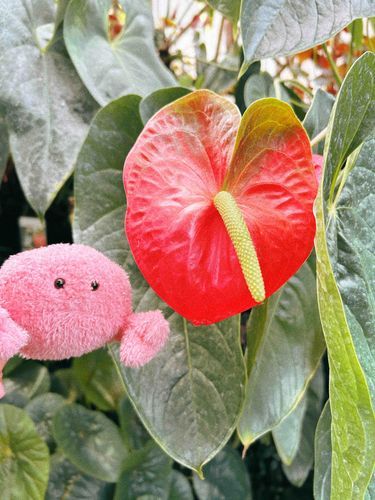 お花ではないカニ