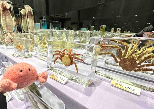 カチコチのかに