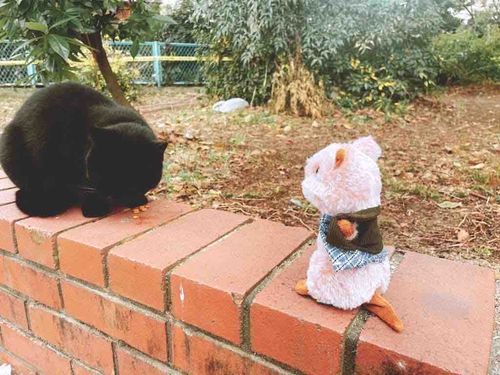 ごまもおともだちのらぶちゃん。ご主人はいえ猫だけどほとんど家に帰らないで木登りしてるかららぶちゃんはほぼ筋肉でできているって