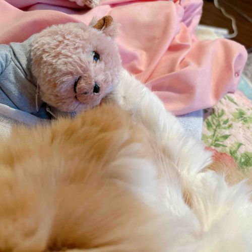 あれ　きなこしゃん　ゴマのこと初めて触ってくれたでしゅ。