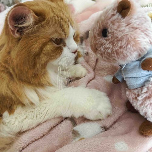 きなこしゃん　はじめてぼくみてくれた。
ご主人に報告しなきゃ