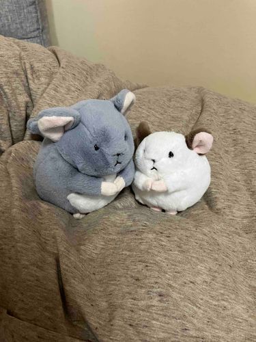 ちいさいきょうだいがふえたぞ
「ももちゃん」だ
本名は「おもち」というらしい