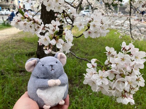 すこしまえにお花見をした
ことしのさくらもきれいだな