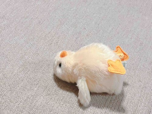 ひよこ床で寝てた🐥