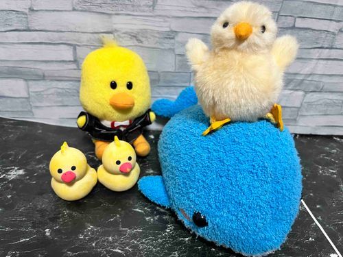🐥🐥🐥🐥🐬