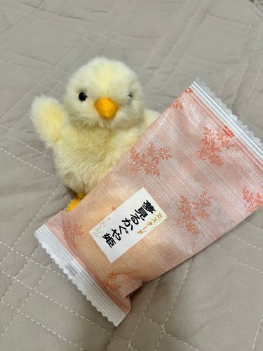 引っ越ししたから写真撮る場所が床しかない……