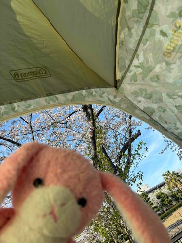 ピンぼけのラヴィだよ。
おはなみにいってきました🌸