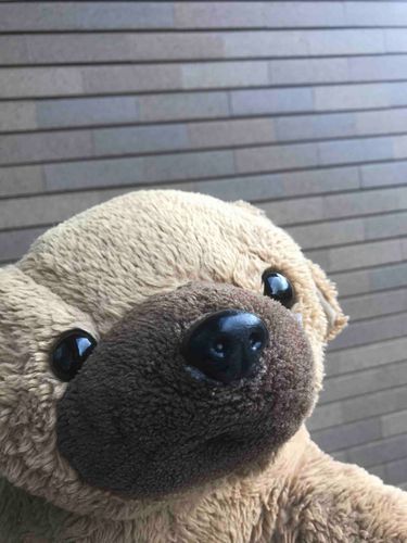 雪が降ってきたよ
ちょっとだけ
お外に出てみた