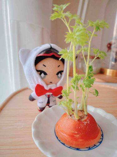 この季節はにんじんの栽培にもぴったり