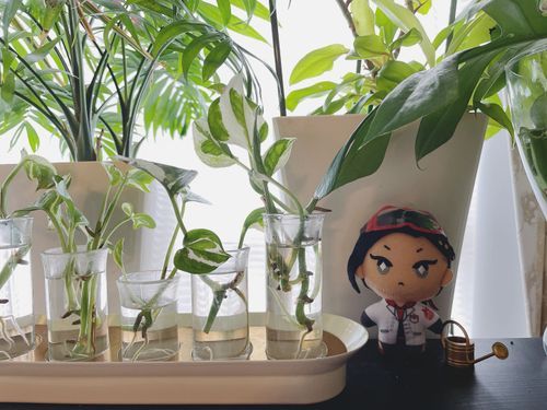 博士だ
毎日あついけど
いつもどおり
植物のお世話でいそがしい
みんなも綿が煮えないように
気をつけて