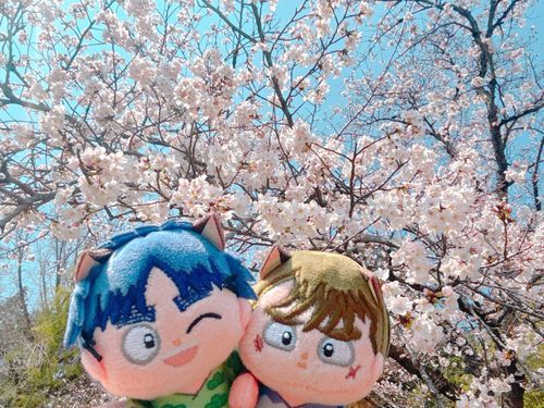 天気がいいから桜を見に来たぞ！