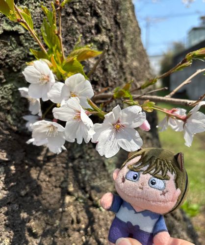 低い位置にも咲いている……もそ🌸