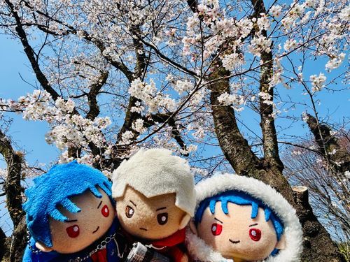 桜も見てきたぜ！🌸