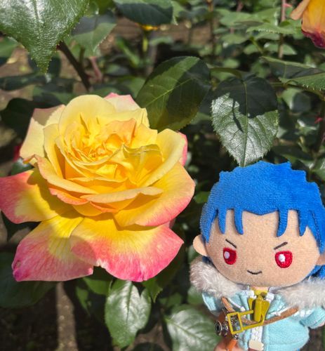 お散歩してきたぜ！
綺麗な薔薇だろ〜😁
